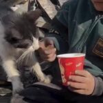 کودک فلسطینی غذایش را با یک گربه تقسیم کرد (فیلم)