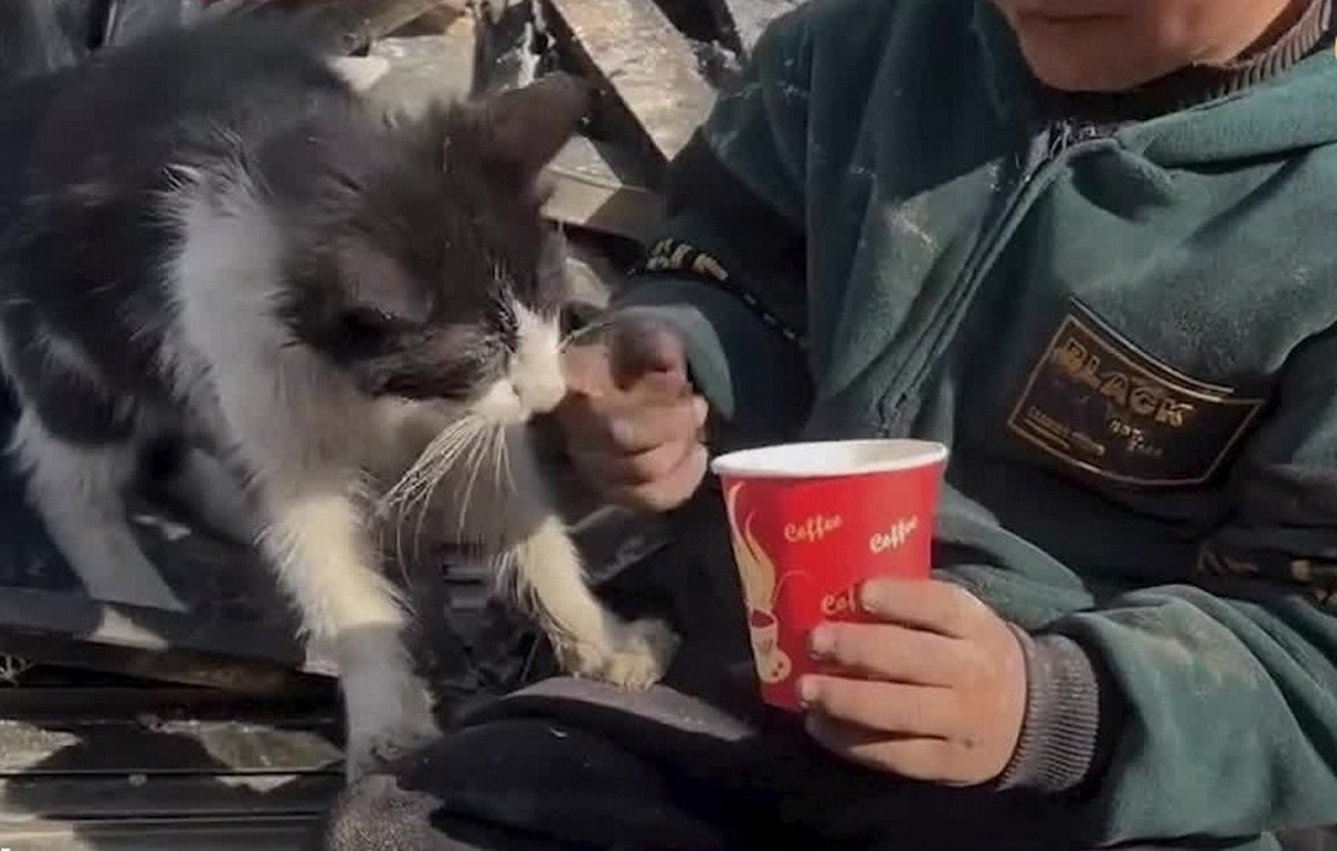 کودک فلسطینی غذایش را با یک گربه تقسیم کرد (فیلم)