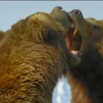 وقتی خرس‌های گریزلی می‌جنگند/ کشتی مرگبار حیوانات غول‌پیکر (فیلم)