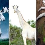 10 حیوان سفید و جذاب در حیات وحش که کمتر کسی آن ها را دیده است (فیلم)