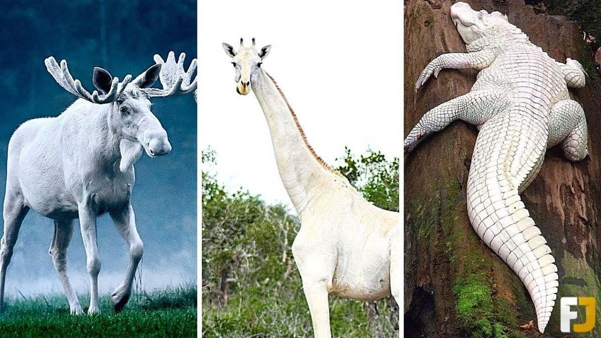 10 حیوان سفید و جذاب در حیات وحش که کمتر کسی آن ها را دیده است (فیلم)