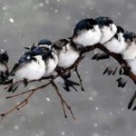 پناه گرفتن چند پرنده از برف روی لاستیک یک خودرو (فیلم)