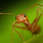 نیش مورچه با بدن انسان چه می‌کند؟ (فیلم)