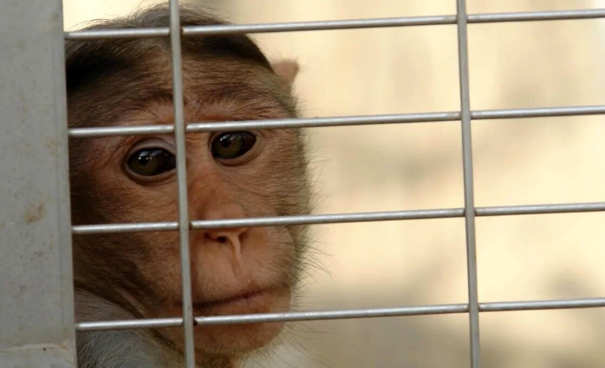 بازیگوشی خنده‌دار میمون روی سقف شیروانی یک خانه (فیلم)