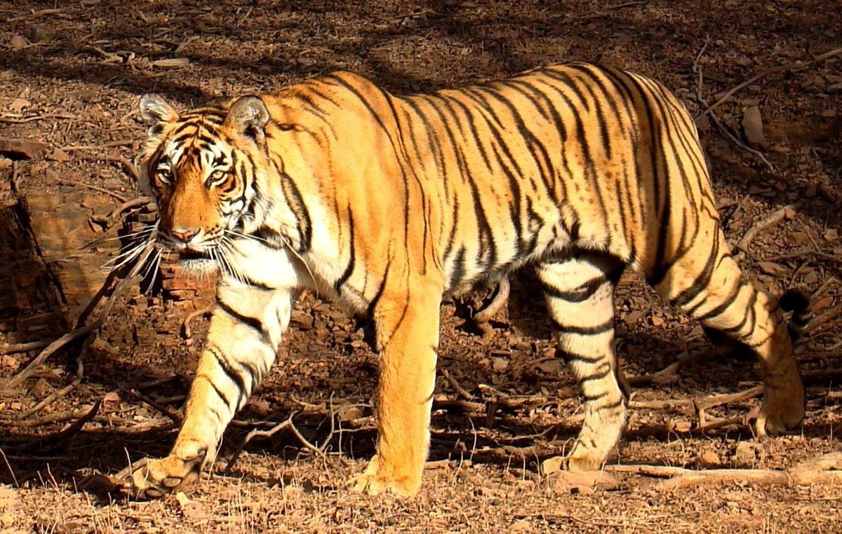 غذا دادن به ببر توسط زن در خودروی مخصوص (فیلم)