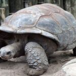 فوتبال بازی کردن خنده‌دار لاک پشت غول‌پیکر (فیلم)