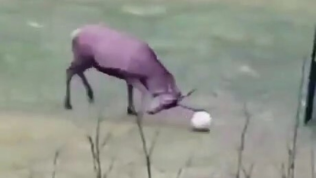 گوزن فوتبالیست! وقتی گل می‌زند کلی خوشحالی می‌کند (فیلم)