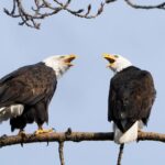 تصاویر منتخب حیات وحش در یک هفته