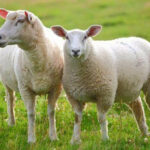 عکس | رژه دیدنی گله گوسفندان در ترکیه