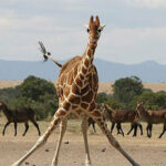 ببینید | تاکتیک پرزحمت یک زرافه برای غذا خوردن از روی زمین