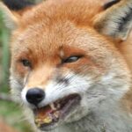 ببینید | روش شکار جالب توسط روباه گرسنه در برف