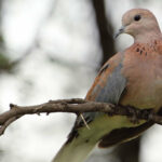 ببینید | نمای شگفت انگیز دانه‌ خوردن پرنده از نزدیک!
