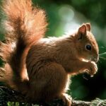 ببینید | هدیه غافلگیرکننده سنجاب برای زن مهربان!