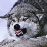 ببینید | مشت‌های بی‌امان یک مرد به صورت گرگ برای دفاع از سگش؛ حمله با دست خالی