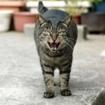 ببینید | انتقام گربه از راننده خودروی پارک شده