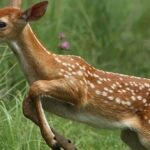 ببینید | حمله ناگهانی آهو به کودک بی‌گناه!