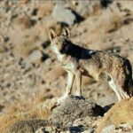 ببینید | دریدن جان گاومیش زنده توسط شعال گرسنه