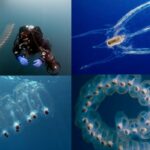 ببینید | رفتگران عجیبی که دریا را جارو می‌زنند