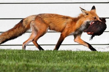 ببینید | کمین ماهرانه روباه و شکار مرغ در حال خواب