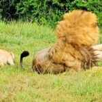 ببینید | پدرآزاری بچه شیرهای بازیگوش حین چرت نیم‌روزی!