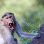 ببینید | تصاویری دیدنی از قلدربازی میمون برای ۲ مار کبری
