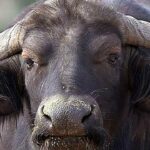 ببینید | حمله گاو خشمگین به مردم وسط خیابان