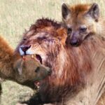 ببینید | جدال خونین در حیات وحش؛ شکار کفتار توسط شیر