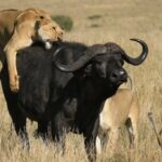 ببینید | تکنیک شیر ماده برای مهار قدرت گاومیش بعد از شکار