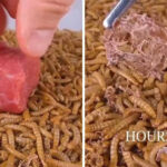 ببینید | حمله وحشتناک کرم‌ها به گوشت تازه