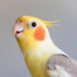 ببینید | شعر خواندن جالب عروس هلندی به زبان فارسی؛ یک دونه پسر دارم من، قند عسل دارم من