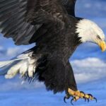 ببینید | اشتباه مرگبار عقاب تیزچنگال وسط دریا؛ وقتی شکارچی غرق شد!