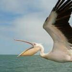 ببینید | ویدیویی باورنکردنی از لحظه خوردن ماهی توسط یک پلیکان وسط آسمان