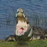 ببینید | شکار لحظه پرواز یک کروکودیل برای ربودن طعمه!