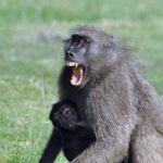 ببینید | حمله وحشیانه گروهی بابون‌ها به یک پلنگ!