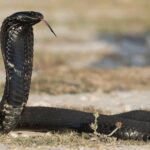 ببینید | حمله مار سمی به مرد هندی