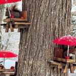 ببینید | پناهگاه جالب برای سنجاب‌ها زیر آسمان برفی