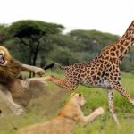 ببینید | ضربه مهلک پای زرافه به بدن شیرهای گرسنه؛ نتیجه‌ای دور از انتظار!