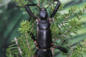 تنها ۲۰ تا ۳۰ عدد از این حشره در دنیا وجود دارد!/ عکس تنها ۲۰ تا ۳۰ عدد از این حشره در دنیا وجود دارد!/ عکس