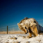 ببینید | تصاویر تکان‌دهنده از یخ زدن حیوانات در سرمای منفی ۵۲ درجه نروژ