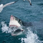 ببینید | کوسه‌ای که از آسمان پرنده شکار می‌کند!