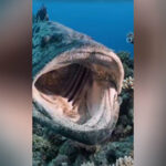 ببینید | ماهی عجیب با آرواره‌های دیدنی!