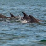 ببینید | بازی دلفین‌ها در بندر مکران زیبا