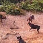 ببینید | نبرد وحشتناک ۵ سگ وحشی با افعی ۵ متری!