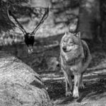 ببینید | تلاش عجیب یک کلاغ برای ضربه زدن به گرگ!