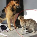 ببینید | جدال دیدنی گربه با سگ برای دفاع از یک سگ دیگر