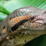 ببینید | تصاویری ترسناک از پرسه زدن یک مار در متروی سنت پترزبورگ