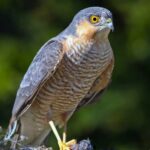 ببینید | کشتن جوجه‌ قرقی‌ها توسط زاغ کار دستش داد؛ درگیری شدید با والدین جوجه‌ها!