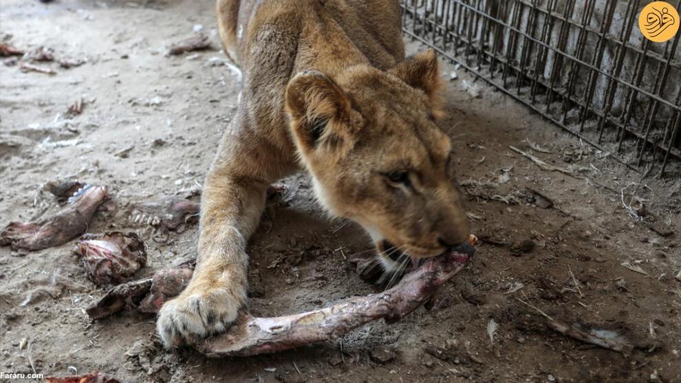 (تصاویر) گرسنگی آزاردهنده حیوانات باغ وحش غزه