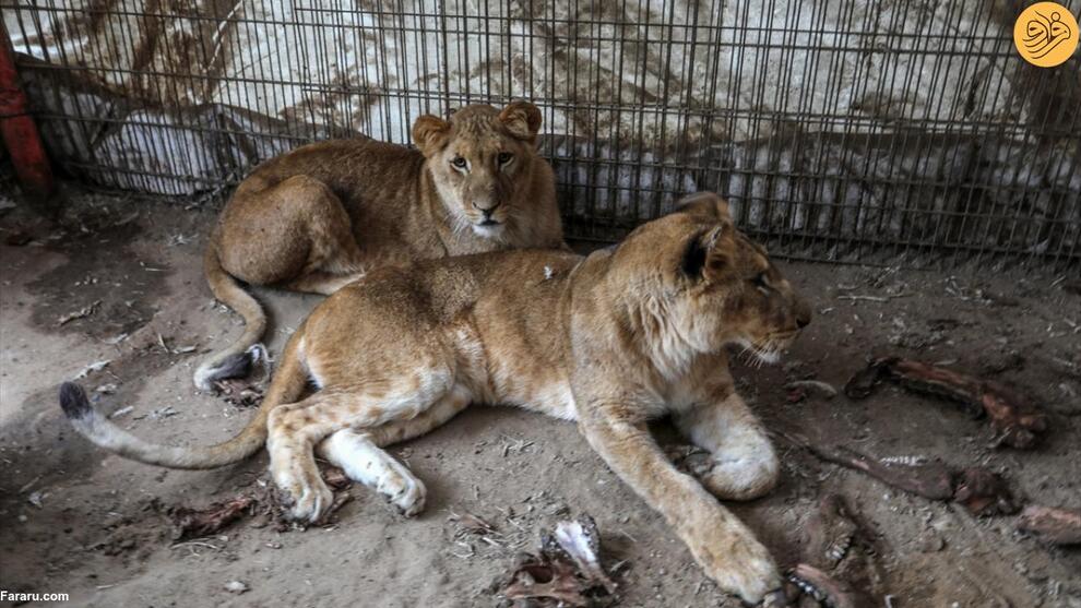 (تصاویر) گرسنگی آزاردهنده حیوانات باغ وحش غزه
