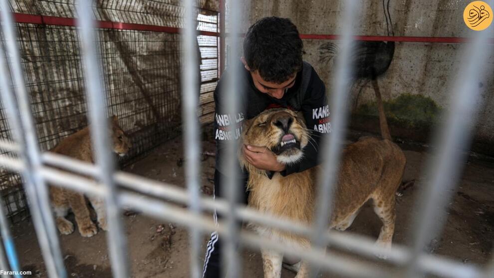 (تصاویر) گرسنگی آزاردهنده حیوانات باغ وحش غزه